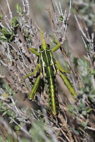 Pamphagus sardeus