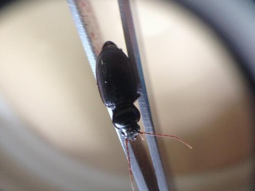 Réf. 185 741 : Nebria sp.