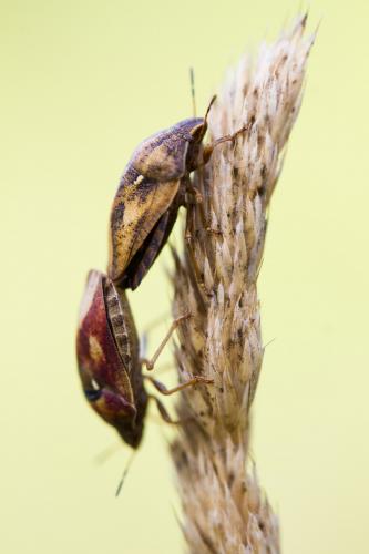 Réf. 185 069 : Eurygaster sp.
