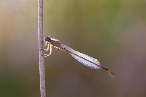 Ischnura elegans