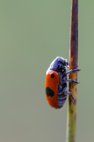 Réf. 185 068 : Clytra laeviuscula