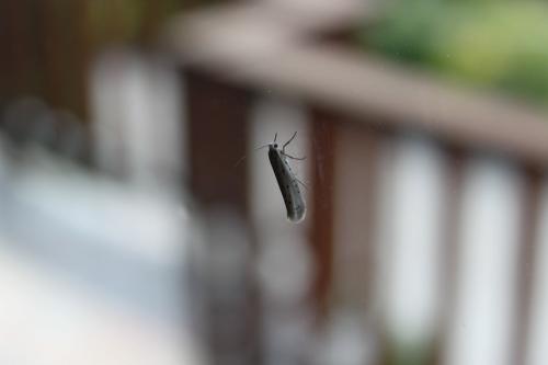 Yponomeuta sp.