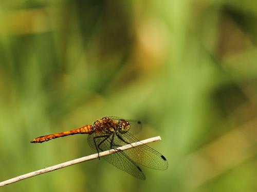 Réf. 185 379 : Sympetrum sanguineum