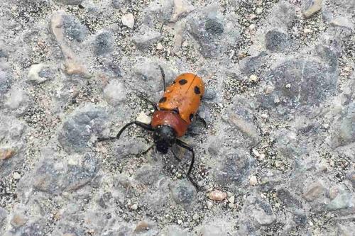 Tituboea sexmaculata