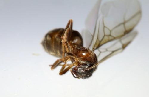 Lasius sp.