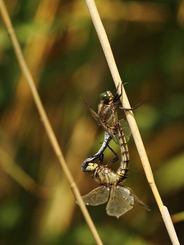 Orthetrum cancellatum