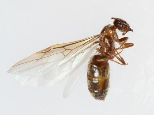 Lasius sp.
