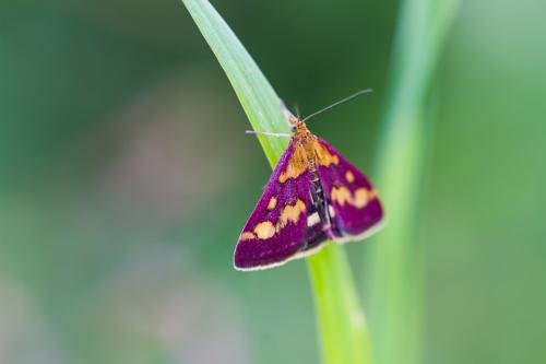 Réf. 185 576 : Pyrausta purpuralis
