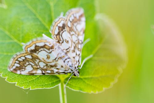 Réf. 185 523 : Elophila nymphaeata