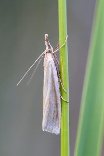 Réf. 185 617 : Crambus perlella
