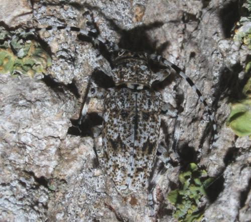 Réf. 185 075 : Aegomorphus sp.