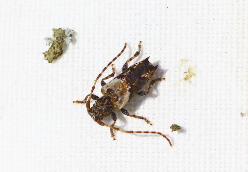 Réf. 185 980 : Pogonocherus hispidus