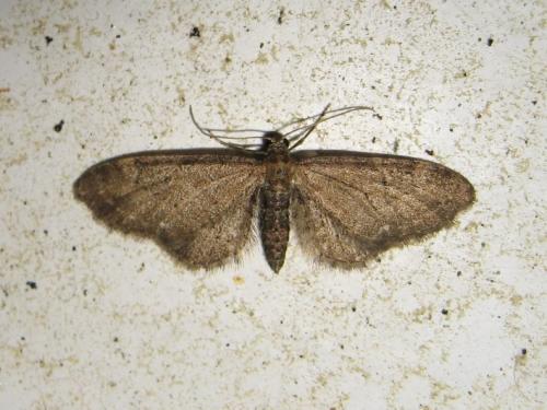 Réf. 185 360 : Eupithecia vulgata