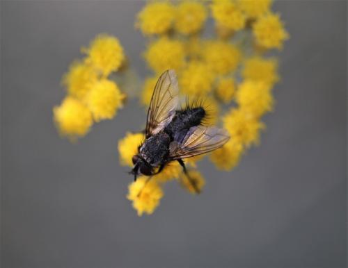 Bithia sp.