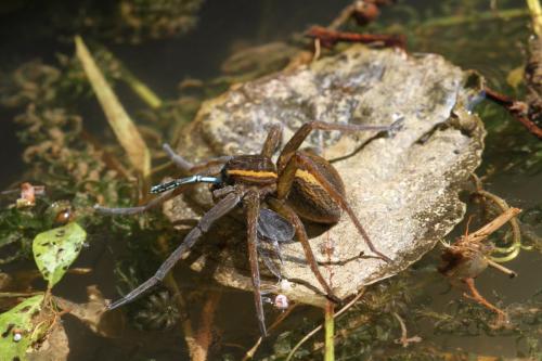 Dolomedes sp.