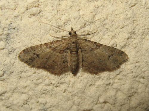 Gymnoscelis rufifasciata