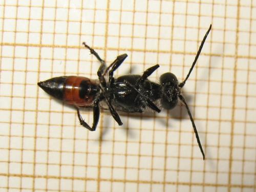 Astata sp.