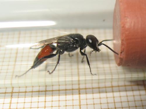 Astata sp.