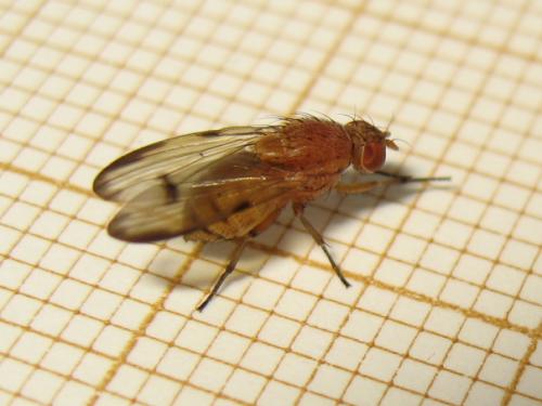 Minettia inusta