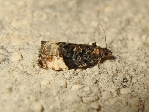Hedya pruniana