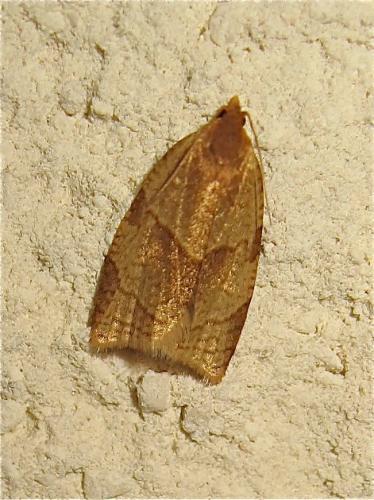 Réf. 185 357 : Clepsis rurinana