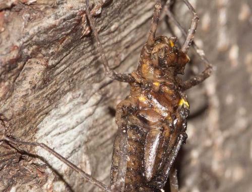 Réf. 185 002 : Macromia splendens