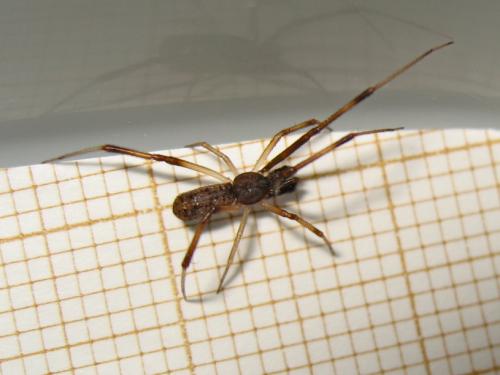 Réf. 185 022 : Episinus truncatus