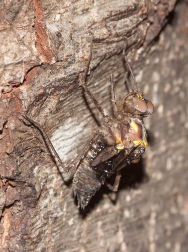 Macromia splendens