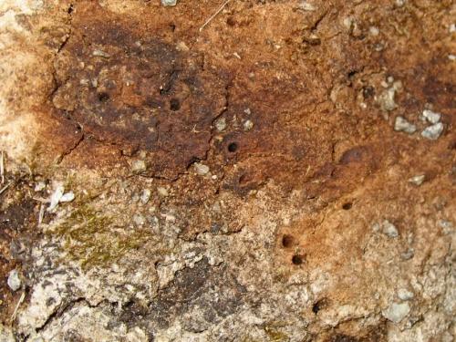 Réf. 185 032 : Platypus cylindrus