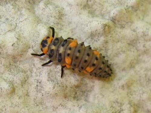 Coccinella septempunctata
