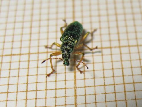 Réf. 185 241 : Polydrusus formosus