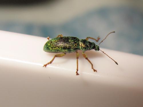 Réf. 185 242 : Polydrusus formosus