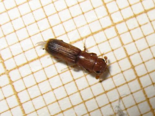 Réf. 185 033 : Platypus cylindrus