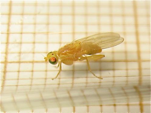 Réf. 185 806 : Chyromya sp.