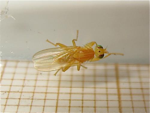 Chyromya sp.