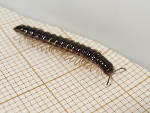 Réf. 185 385 : Oxidus gracilis
