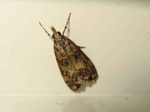 Réf. 185 896 : Eudonia lacustrata