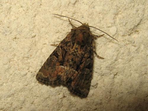 Réf. 185 897 : Oligia sp.