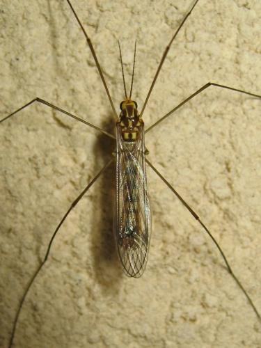 Nephrotoma sp.