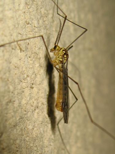 Nephrotoma sp.