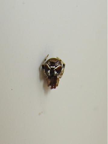 Parasteatoda lunata