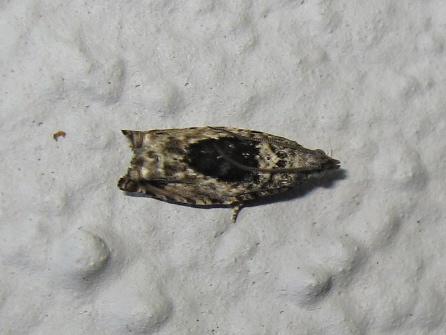Réf. 185 784 : Epinotia nisella