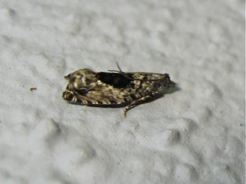 Réf. 185 686 : Epinotia nisella