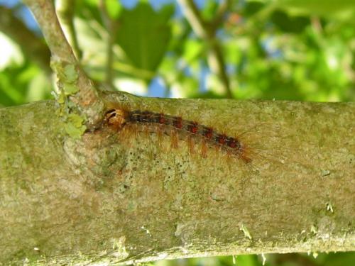 Lymantria dispar