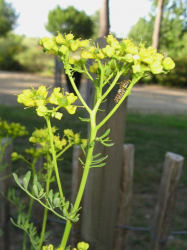 Papilio machaon