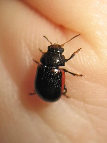 Gonioctena sp.