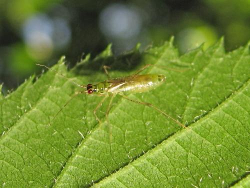 Dicyphus pallidus
