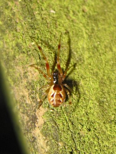 Réf. 185 989 : Anelosimus vittatus