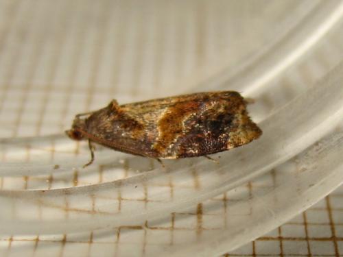 Réf. 185 779 : Ditula angustiorana