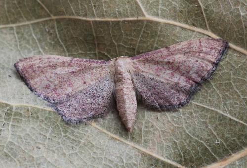 Idaea infirmaria